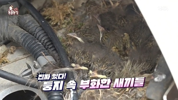 차딱새 이미지