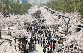 부경대, 벚꽃축제 '핑크캠퍼스' 개최
