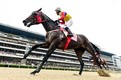 F1 vs 경마, 속도를 지배하는 두 스포츠의 평행이론