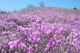 [포토] 밀양 종남산 진달래 만개…분홍빛 물결