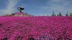 [포토] 거창창포원 꽃잔디 만개…진분홍빛 물결