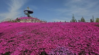 [포토] 거창창포원 꽃잔디 만개…진분홍빛 물결
