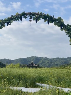안동문화관광단지, 유채와 청보리로 물들어
