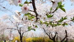 [新유통대전⑤] “꽃 필 때 노 젓자”…식품업계, 봄나들이용 간편식 ‘봇물’