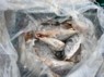 함평군, 토산어종 보호 위한 내수면 외래어종 수매사업 실시