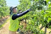 농협경제지주, 사과농가 현장 찾아 일손돕기 활동 펼쳐