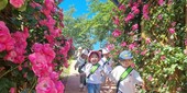 함평 엑스포공원 장미원, 알록달록 장미로 물들다