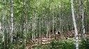 인제 자작나무숲 '별바라기숲' 29일부터 개방