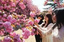 경주 불국사 공원 겹벚꽃 만개…‘인생샷’ 명소로