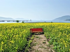 장흥군, 회진항 유채꽃에 폭싹 빠졌수다