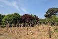 ‘녹색도시’ 장성군, 산림자원 관리·활용 주목
