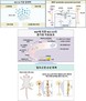 건국대 조쌍구 교수 연구팀, 줄기세포 기반 말초신경 손상 치료 기술 개발