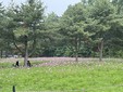 [포토] 수원시, 탑동시민농장에 조성한 '핑크빛 코스모스밭'...시민들 발길 이어져