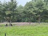 [포토] 수원시, 탑동시민농장에 조성한 '핑크빛 코스모스밭'...시민들 발길 이어져