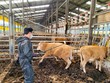 장성군, 소 구제역 예방 강화…이달부터 백신 ‘수시접종’