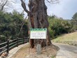 삼척시, 보호수·노거수 정비사업 추진해 산림자원 보존 박차