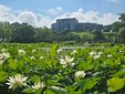 해남공룡박물관의 연꽃사이 펼쳐진 신비로운 공룡세계