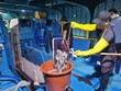 인천시 옹진군, 조피볼락 종자 99만마리 방류