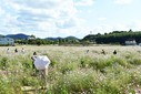 [포토] 담양군, 코스모스 만개로 가을 정취 물씬