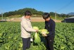 호반그룹 대아청과, 올해 김장철 배추 수급 안정 전망