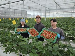 경북 딸기, 말레이시아 시장 공략으로 해외 수출 본격 시동