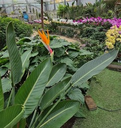 함평군 자연생태공원, ‘극락조’ 개화...장자의 꿈과 만나다