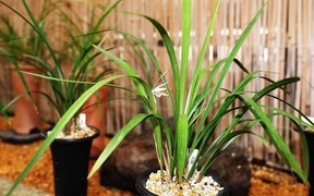 함평군 함평자연생태공원, 멸종위기 야생식물 ‘한란’ 개화