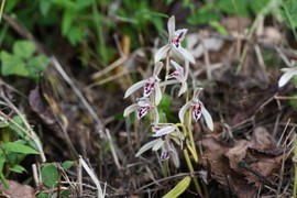 전남산림연구원, 광양 백운산서 멸종위기 식물 확인