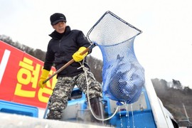 [포토] 화천군, 수온 적응 마친 산천어 방양
