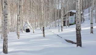 인제 자작나무숲 설 연휴 정상 개방