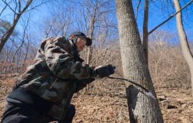 [포토] '봄의 선물' 인제 고로쇠 수액 채취 시작