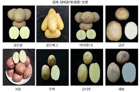 경기 광주시, 국산 감자 8개 품종 현장 시험 재배 추진