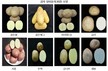 경기 광주시, 국산 감자 8개 품종 현장 시험 재배 추진