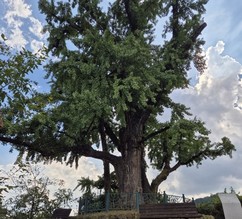 영화 ‘왕사남’ 흥행 타고…경북 은행나무, 산림문화자산 지정 추진