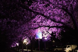 울진군 전역 ‘벚꽃 만개’…주말 나들이객 유혹