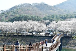 [포토] 담양호와 추월산, 용마루길 잇는 도로변 벚꽃 만개