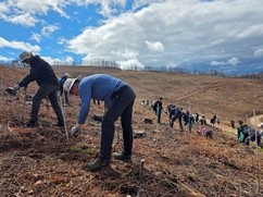 SK텔레콤, 유한킴벌리와 안동 산불 피해 지역서 나무심기 진행
