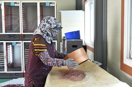 청송군, 사과 결실 안정 위해 고품질 꽃가루·석송자 배부