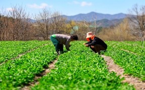 [포토] 인제 청정 봄 산나물 수확 시작