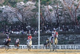 인산인해 이룬 한국마사회 렛츠런파크 서울 '벚꽃축제'