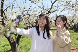 의성군, 자두꽃 절정…특별한 봄의 정취 선사