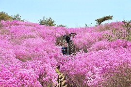 “능선 따라 번진 분홍 물결”… 비슬산 참꽃, 축제 전부터 인파 몰렸다