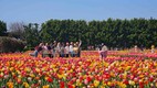 “임자도 물들인 6만 인파”…신안 튤립축제, 역대급 흥행 속 성료