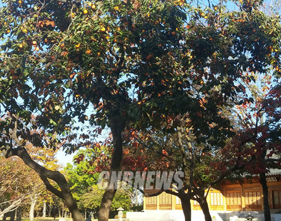 기상청은 29일 올 가을 들어 가장 춥다고 밝혔다. 국회 의원동산에 있는 감나무의 감이 제철을 맞아 풍성하게 열렸다.(사진=CNB)