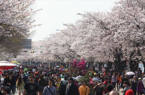 여의도 벚꽃축제가 오는 4일부터 10일까지 열리면서 벚꽃을 비롯해 진달래, 개나리 등 다양한 봄꽃을 즐길 수 있을 전망이다. (사진=서울시)
