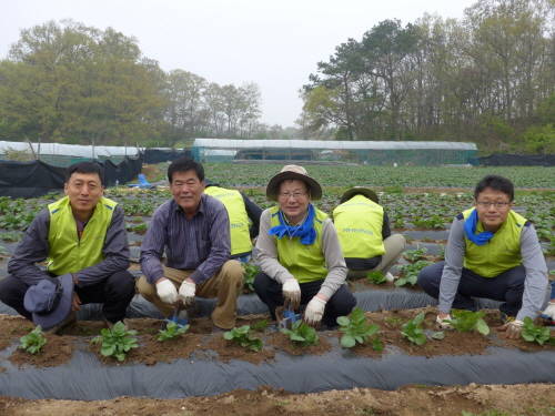 오병관 NH농협금융지주 부사장(왼쪽에서 3번째)과 경영기획본부 소속 임직원들이 농촌일손돕기 봉사활동에 나선 모습. (사진=농협금융)