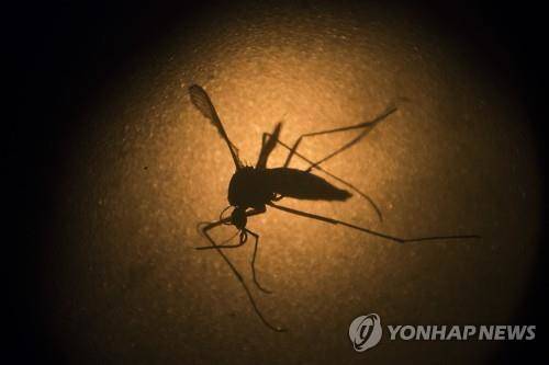 지카 바이러스 매개체인 모기.(사진=연합뉴스)