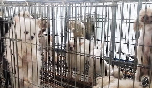 충북 옥천의 한 번식장에서 강아지들이 좁은 철창에 갇혀 있는 모습. (사진=연합뉴스)