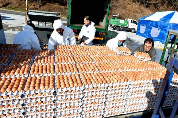 양산시가 24일 계란 400만개 반출을 허용했다. (사진제공=양산시)