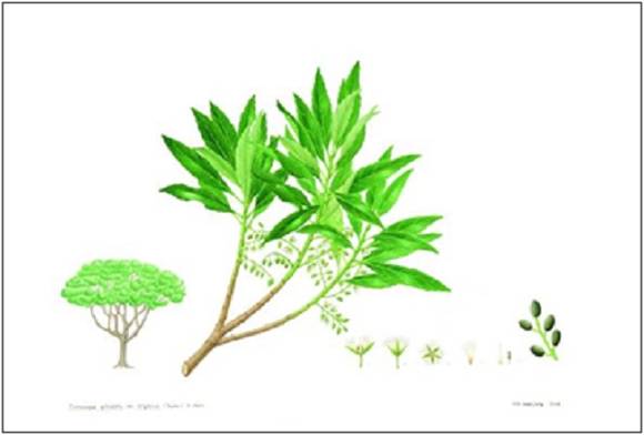 담팔수 세밀화 모습. (사진제공=화명수목원관리사업소)